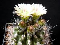 Thumbnail of 0992_Neochilenia allavoensa_20160520(1).JPG